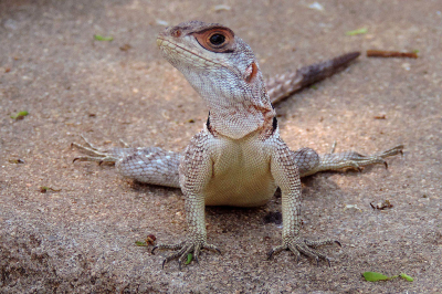 <i class='fa fa-user'></i>&nbsp;A. Soeting&nbsp;|  Madagaskar-halsbandleguaan&nbsp; <i class='fa fa-eye'>&nbsp;106</i> &nbsp;<i class='fa fa-thumbs-up'>&nbsp;2</i> &nbsp; <i class='fa fa-comment-o'>&nbsp;5</i>