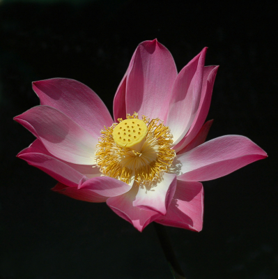 <i class='fa fa-user'></i>&nbsp;Gerard Visser&nbsp;|  Lotus&nbsp; <i class='fa fa-eye'>&nbsp;119</i> &nbsp;<i class='fa fa-thumbs-up'>&nbsp;7</i> &nbsp; <i class='fa fa-comment-o'>&nbsp;11</i>