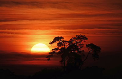 Na een donkere morgen klaarde het op. De zon kwam erdoor. En het werd kleurrijke zonsondergang. Ik wist bij welke boom ik zou willen zijn. En heb de zon op die positie "geplaatst". Daarna was het heel snel donker. Bijna de kortste dag!