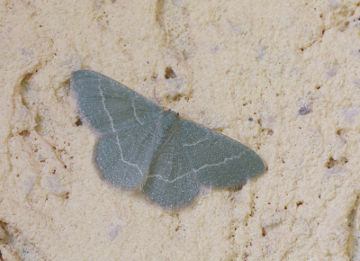<i class='fa fa-user'></i>&nbsp;Ad Sprang&nbsp;|  Phaiogramma etruscaria&nbsp; <i class='fa fa-eye'>&nbsp;82</i> &nbsp; <i class='fa fa-comment-o'>&nbsp;4</i>