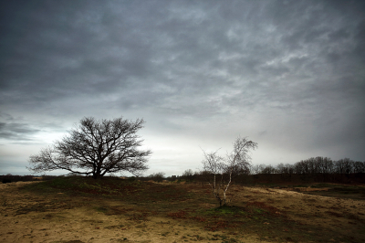 <i class='fa fa-user'></i>&nbsp;Pieter  LJ&nbsp;|  Boompjes op zandduinen&nbsp; <i class='fa fa-eye'>&nbsp;98</i> &nbsp; <i class='fa fa-comment-o'>&nbsp;5</i>