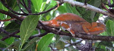 <i class='fa fa-user'></i>&nbsp;A. Soeting&nbsp;|  Furcifer balteatus&nbsp; <i class='fa fa-eye'>&nbsp;117</i> &nbsp; <i class='fa fa-comment-o'>&nbsp;4</i>