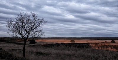 Hetzelfde boompje bij wisselende omstandigheden gefotografeerd. Nu was er een bijzondere wolkenlucht.