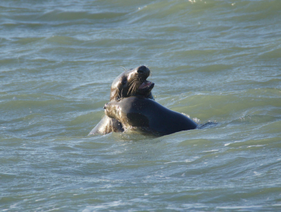 <i class='fa fa-user'></i>&nbsp;jeb&nbsp;|  Grijze Zeehond&nbsp; <i class='fa fa-eye'>&nbsp;146</i> &nbsp;<i class='fa fa-thumbs-up'>&nbsp;2</i> &nbsp; <i class='fa fa-comment-o'>&nbsp;0</i>