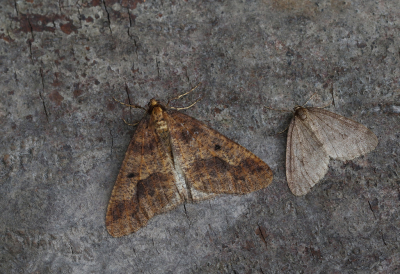 <i class='fa fa-user'></i>&nbsp;Ad Sprang&nbsp;|  Grote Wintervlinder & Kleine Wintervlinder&nbsp; <i class='fa fa-eye'>&nbsp;83</i> &nbsp; <i class='fa fa-comment-o'>&nbsp;9</i>
