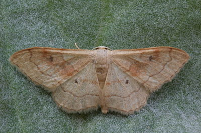 <i class='fa fa-user'></i>&nbsp;Robert Rodenburg&nbsp;|  Idaea rubraria&nbsp; <i class='fa fa-eye'>&nbsp;65</i> &nbsp;<i class='fa fa-thumbs-up'>&nbsp;3</i> &nbsp; <i class='fa fa-comment-o'>&nbsp;4</i>