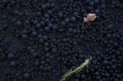 <i class='fa fa-user'></i>&nbsp;danny.declercq&nbsp;|  Dicyrtomina ornata&nbsp; <i class='fa fa-eye'>&nbsp;157</i> &nbsp;<i class='fa fa-thumbs-up'>&nbsp;5</i> &nbsp; <i class='fa fa-comment-o'>&nbsp;7</i>