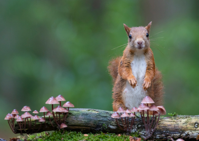 Nog eentje van afgelopen herfst. Hier kijkt een eekhoorn alert om zich heen vanachter een stammetje met bloedsteelmycena's.