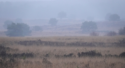 Daar sta je dan in de miezerige regen. Uitkijkend of er wat te zien of te horen is. Geen dieren. Geen vogels. Enkel regen. Het heeft wel wat die bedekte winterse tinten.