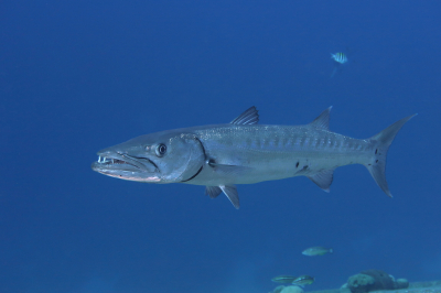 <i class='fa fa-user'></i>&nbsp;Vincent Rijnbende&nbsp;|  Grote Barracuda&nbsp; <i class='fa fa-eye'>&nbsp;163</i> &nbsp;<i class='fa fa-thumbs-up'>&nbsp;12</i> &nbsp; <i class='fa fa-comment-o'>&nbsp;6</i>