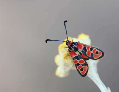 <i class='fa fa-user'></i>&nbsp;Paul Vandebroek&nbsp;|  Zygaena fausta&nbsp; <i class='fa fa-eye'>&nbsp;100</i> &nbsp;<i class='fa fa-thumbs-up'>&nbsp;3</i> &nbsp; <i class='fa fa-comment-o'>&nbsp;2</i>