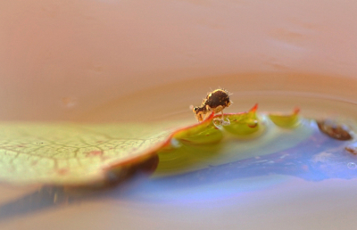 <i class='fa fa-user'></i>&nbsp;Nel R&nbsp;|  Dicyrtomina ornata&nbsp; <i class='fa fa-eye'>&nbsp;142</i> &nbsp; <i class='fa fa-comment-o'>&nbsp;3</i>