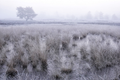 Als het gevroren heeft moet je er direct bij zijn. Een klein beetje winters gevoel hoop ik hiermee over te brengen. Op dezelfde plek had ik onlangs deze opname gemaakt.
https://www.nederpix.nl/album_page.php?pic_id=255482