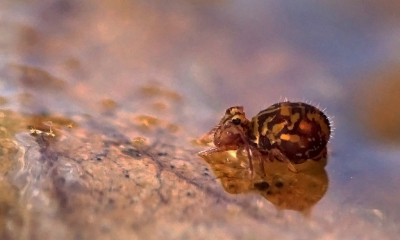<i class='fa fa-user'></i>&nbsp;Nel R&nbsp;|  Dicyrtomina ornata&nbsp; <i class='fa fa-eye'>&nbsp;125</i> &nbsp;<i class='fa fa-thumbs-up'>&nbsp;1</i> &nbsp; <i class='fa fa-comment-o'>&nbsp;4</i>