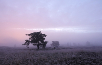 De lichtomstandigheden veranderden heel snel. Mijn vorige upload was van 9.00u.
https://www.nederpix.nl/album_page.php?pic_id=255510
Deze is van 8.34u. Een half uur daarvoor dus.