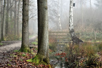 Gisteren morgen deze foto gemaakt tijdens het uitlaten van mijn hond. Heerlijk gewandeld in het mooie Brabantse Ulvenhoutse bos. Ik hou van de koude mistige ochtenden en de winterse sfeer.