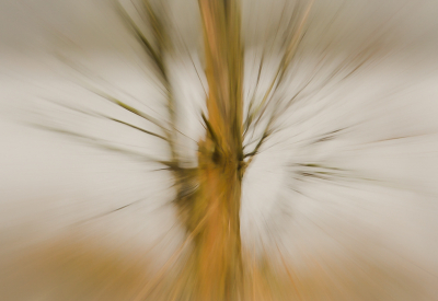 <i class='fa fa-user'></i>&nbsp;Truus Aletta Maan&nbsp;|  Kale boom&nbsp; <i class='fa fa-eye'>&nbsp;98</i> &nbsp; <i class='fa fa-comment-o'>&nbsp;6</i>