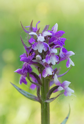<i class='fa fa-user'></i>&nbsp;Nel R&nbsp;|  Brede Orchis&nbsp; <i class='fa fa-eye'>&nbsp;98</i> &nbsp;<i class='fa fa-thumbs-up'>&nbsp;2</i> &nbsp; <i class='fa fa-comment-o'>&nbsp;9</i>