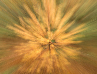 <i class='fa fa-user'></i>&nbsp;Truus Aletta Maan&nbsp;|  Europese Lork&nbsp; <i class='fa fa-eye'>&nbsp;88</i> &nbsp; <i class='fa fa-comment-o'>&nbsp;3</i>