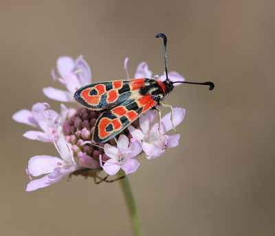 <i class='fa fa-user'></i>&nbsp;Paul Vandebroek&nbsp;|  Zygaena fausta&nbsp; <i class='fa fa-eye'>&nbsp;112</i> &nbsp;<i class='fa fa-thumbs-up'>&nbsp;8</i> &nbsp; <i class='fa fa-comment-o'>&nbsp;8</i>