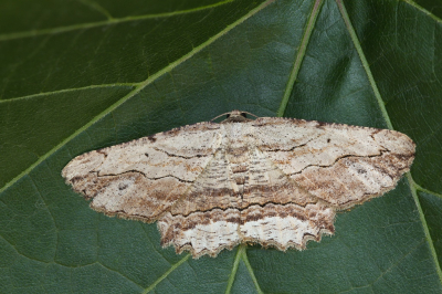 <i class='fa fa-user'></i>&nbsp;Robert Rodenburg&nbsp;|  Zwartvlekspikkelspanner&nbsp; <i class='fa fa-eye'>&nbsp;65</i> &nbsp;<i class='fa fa-thumbs-up'>&nbsp;2</i> &nbsp; <i class='fa fa-comment-o'>&nbsp;6</i>