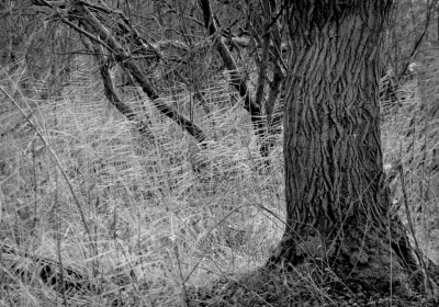 <i class='fa fa-user'></i>&nbsp;B.M.Schouten-Ruis&nbsp;|  Wilg met gras&nbsp; <i class='fa fa-eye'>&nbsp;86</i> &nbsp;<i class='fa fa-thumbs-up'>&nbsp;4</i> &nbsp; <i class='fa fa-comment-o'>&nbsp;8</i>