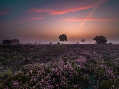 Nog een foto van afgelopen zomer. 
Op een mistige ochtend naar de Strabrechtse heide gegaan om foto's te maken. en dit is een van de uitkomsten.