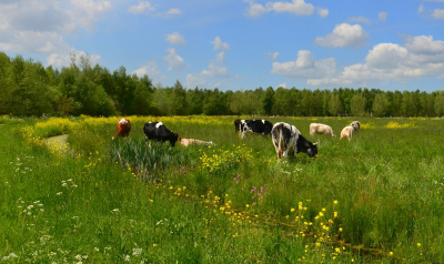 <i class='fa fa-user'></i>&nbsp;B.M.Schouten-Ruis&nbsp;|  Landschap Krimpenerwaard&nbsp; <i class='fa fa-eye'>&nbsp;122</i> &nbsp;<i class='fa fa-thumbs-up'>&nbsp;10</i> &nbsp; <i class='fa fa-comment-o'>&nbsp;12</i>