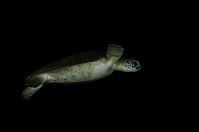 <i class='fa fa-user'></i>&nbsp;Vincent Rijnbende&nbsp;|  Groene Zeeschildpad of Soepschildpad&nbsp; <i class='fa fa-eye'>&nbsp;103</i> &nbsp;<i class='fa fa-thumbs-up'>&nbsp;4</i> &nbsp; <i class='fa fa-comment-o'>&nbsp;2</i>
