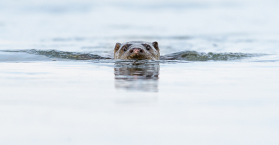 Eind december bezocht ik, samen met een paar vrienden, tijdens een reis door Griekenland onder andere het Kerkinimeer. Hoewel dit meer natuurlijk vooral bekend staat om haar kroeskoppelikanen, is in de omgeving zoveel meer te vinden. Vanaf een brug over een nabijgelegen rivier ontdekte in de verte een jagende otter. Na het gedrag enkele minuten geobserveerd te hebben, besloot ik onder de brug op de oever te gaan liggen en af te wachten. De otter bleef de oever volgen en al snel dook hij op korte afstand voor ons op. Een aantal seconden keek hij al zwemmend recht onze lenzen in, waarna hij weer onderwater dook en verderop zijn jacht vervolgde. Een mooie ervaring met een soort die zich ook in de omgeving van Kerkini niet vaak laat zien.