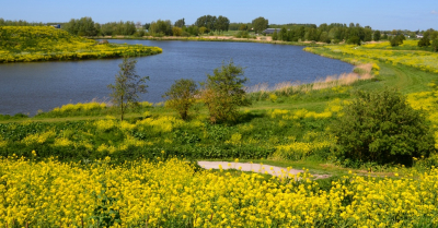 <i class='fa fa-user'></i>&nbsp;B.M.Schouten-Ruis&nbsp;|  Landschap Hoge Bergse Bos&nbsp; <i class='fa fa-eye'>&nbsp;87</i> &nbsp;<i class='fa fa-thumbs-up'>&nbsp;2</i> &nbsp; <i class='fa fa-comment-o'>&nbsp;5</i>