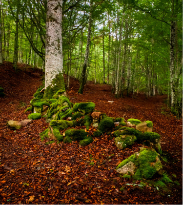 In het najaar ben ik 10 weken in Tigouleix in het departement Creuse geweest voor mijn opleiding natuur en milieu. Deze regio heeft al jaren te maken met een  grote leegloop van jeugd die allemaal naar de grote stad trekken. Dit heeft als gevolg dat er ontzettend veel verlaten huizen en wegen te vinden zijn. De natuur is het hier als het ware aan het overnemen. In de 10 weken dat ik er was heb ik veel door de prachtige bossen rondom Tigouleix gestruind om mijn muizen vallen te controleren (hier deed ik onderzoek naar). Het is altijd moeilijk om een bos 'rustig' op de foto te krijgen door alle takken en stammen die in elkaar overlopen. Hier heb ik deze rust proberen te creren door gebruik te maken van een oude weg.