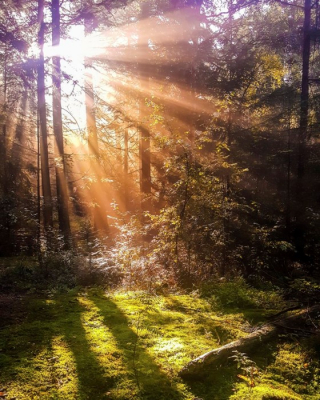 Liep met de hond in het Asserbos toen ik met een ondergaande zon deze lichtinval zag. Had alleen mijn mobiele telefoon mee en heb deze foto geschoten.