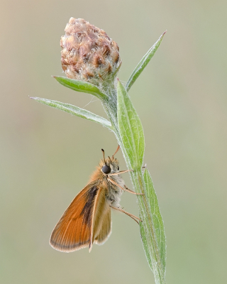 <i class='fa fa-user'></i>&nbsp;Johan van Gurp&nbsp;|  Zwartsprietdikkopje&nbsp; <i class='fa fa-eye'>&nbsp;82</i> &nbsp;<i class='fa fa-thumbs-up'>&nbsp;5</i> &nbsp; <i class='fa fa-comment-o'>&nbsp;5</i>