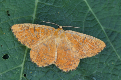 <i class='fa fa-user'></i>&nbsp;Robert Rodenburg&nbsp;|  Oranje Iepentakvlinder&nbsp; <i class='fa fa-eye'>&nbsp;74</i> &nbsp; <i class='fa fa-comment-o'>&nbsp;6</i>