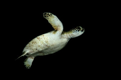 <i class='fa fa-user'></i>&nbsp;Vincent Rijnbende&nbsp;|  Groene Zeeschildpad of Soepschildpad&nbsp; <i class='fa fa-eye'>&nbsp;93</i> &nbsp;<i class='fa fa-thumbs-up'>&nbsp;1</i> &nbsp; <i class='fa fa-comment-o'>&nbsp;3</i>