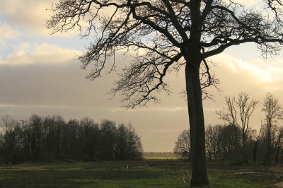 <i class='fa fa-user'></i>&nbsp;Tineke Strijbosch&nbsp;|  Landschap bij de Drentse Aa (2)&nbsp; <i class='fa fa-eye'>&nbsp;74</i> &nbsp; <i class='fa fa-comment-o'>&nbsp;4</i>