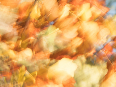 <i class='fa fa-user'></i>&nbsp;Truus Aletta Maan&nbsp;|  Herfstkleuren&nbsp; <i class='fa fa-eye'>&nbsp;97</i> &nbsp; <i class='fa fa-comment-o'>&nbsp;1</i>