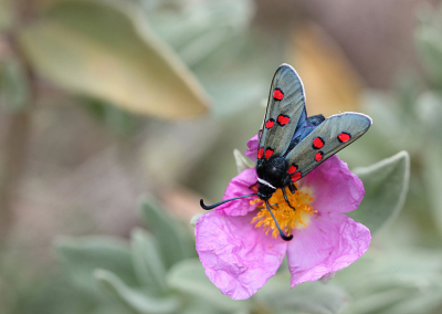 <i class='fa fa-user'></i>&nbsp;Paul Vandebroek&nbsp;|  Zygaena lavandulae&nbsp; <i class='fa fa-eye'>&nbsp;101</i> &nbsp;<i class='fa fa-thumbs-up'>&nbsp;7</i> &nbsp; <i class='fa fa-comment-o'>&nbsp;5</i>
