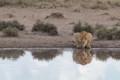 Een leeuwin drinkt volledig gespiegeld uit de plas