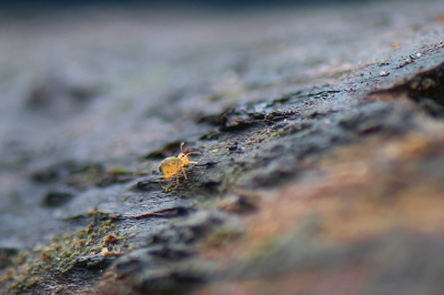 <i class='fa fa-user'></i>&nbsp;Bert Veerman&nbsp;|  Dicyrtomina ornata&nbsp; <i class='fa fa-eye'>&nbsp;114</i> &nbsp; <i class='fa fa-comment-o'>&nbsp;5</i>