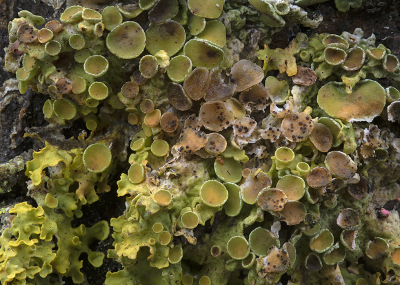 <i class='fa fa-user'></i>&nbsp;danny.declercq&nbsp;|  Lichenoconium xanthoriae&nbsp; <i class='fa fa-eye'>&nbsp;88</i> &nbsp; <i class='fa fa-comment-o'>&nbsp;3</i>