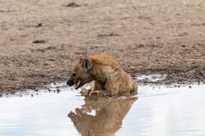 Tijdens een rit door de Serengeti zat een gevlekte Hyena zich te wassen. Wat opvalt is dat zelfs het opspattende water een vaste stof lijkt. Het spiegelbeeld is ook mooi