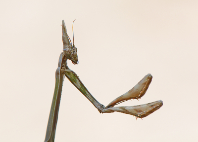 <i class='fa fa-user'></i>&nbsp;koekieman&nbsp;|  Empusa pennata&nbsp; <i class='fa fa-eye'>&nbsp;140</i> &nbsp;<i class='fa fa-thumbs-up'>&nbsp;3</i> &nbsp; <i class='fa fa-comment-o'>&nbsp;5</i>
