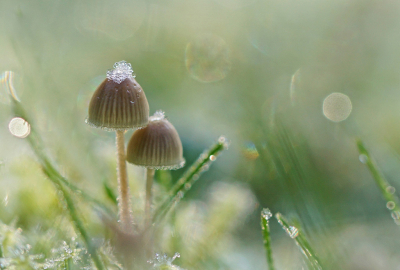 <i class='fa fa-user'></i>&nbsp;Nel R&nbsp;|  Mycena sp.&nbsp; <i class='fa fa-eye'>&nbsp;132</i> &nbsp;<i class='fa fa-thumbs-up'>&nbsp;13</i> &nbsp; <i class='fa fa-comment-o'>&nbsp;10</i>