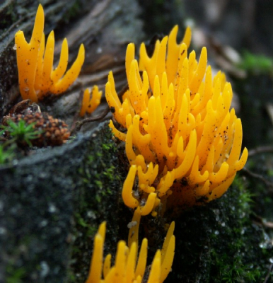 Liep zo maar een eindje het bos in en ontdekte op boomwortel van gerooide boom deze blikvangers