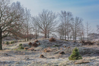 <i class='fa fa-user'></i>&nbsp;L_Angelo&nbsp;|  Aekingerzand in het Drents-Friese wold&nbsp; <i class='fa fa-eye'>&nbsp;87</i> &nbsp;<i class='fa fa-thumbs-up'>&nbsp;3</i> &nbsp; <i class='fa fa-comment-o'>&nbsp;9</i>