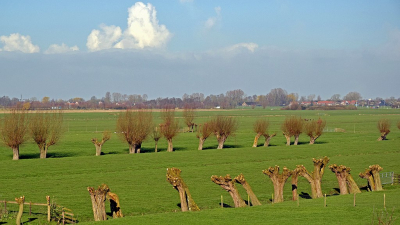 <i class='fa fa-user'></i>&nbsp;kooyammers&nbsp;|  Wilgen Landschap&nbsp; <i class='fa fa-eye'>&nbsp;96</i> &nbsp; <i class='fa fa-comment-o'>&nbsp;8</i>