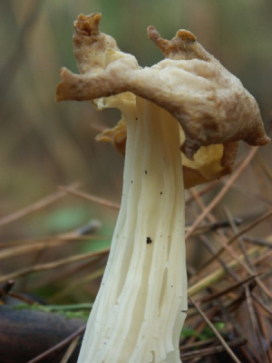 Als een mens er zo uitzag, zou je denken nou die is ook niet knap. Maar als je hem goed bekijkt wordt ie eigenlijk steeds knapper. Dat is met deze paddestoel ook zo.