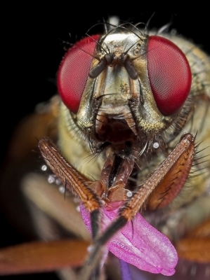 Mijn eerste upload hier op Nederpix, dat er maar vele zullen volgen.......!

Veel van m'n foto's zijn te zien op "Zoom", persoonlijk vind ik dit een van m'n betere. Kop van de Mydaea scutellaris (?), sabbelend aan het stampertje van de "Blauwe Knoop". Jammer dat je hier niet in iets grotere resolutie mag uploaden, die facetten in z'n ogen zijn nl zooooooo mooooooi! ;)

Canon 5D, MP-E65mm lerns, 24MT-EX flitser